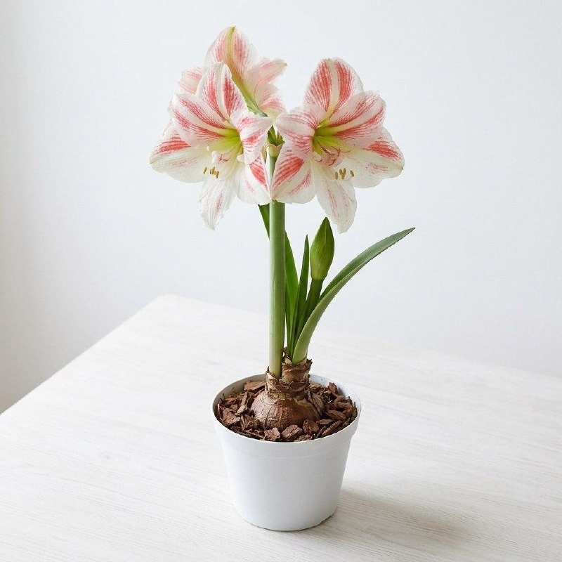 Цветок в горшке «Амариллис розовый»